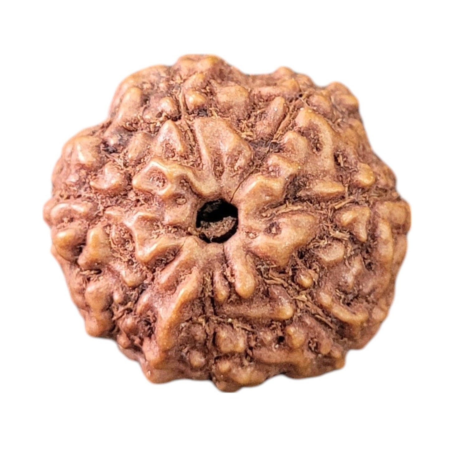 Original Rudraksha Collection – Divine Beads for Balance & Blessings
