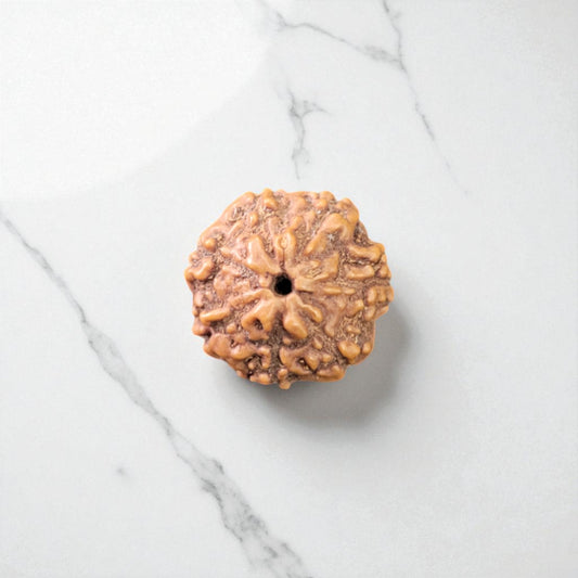 Natural 7 Mukhi Rudraksha
