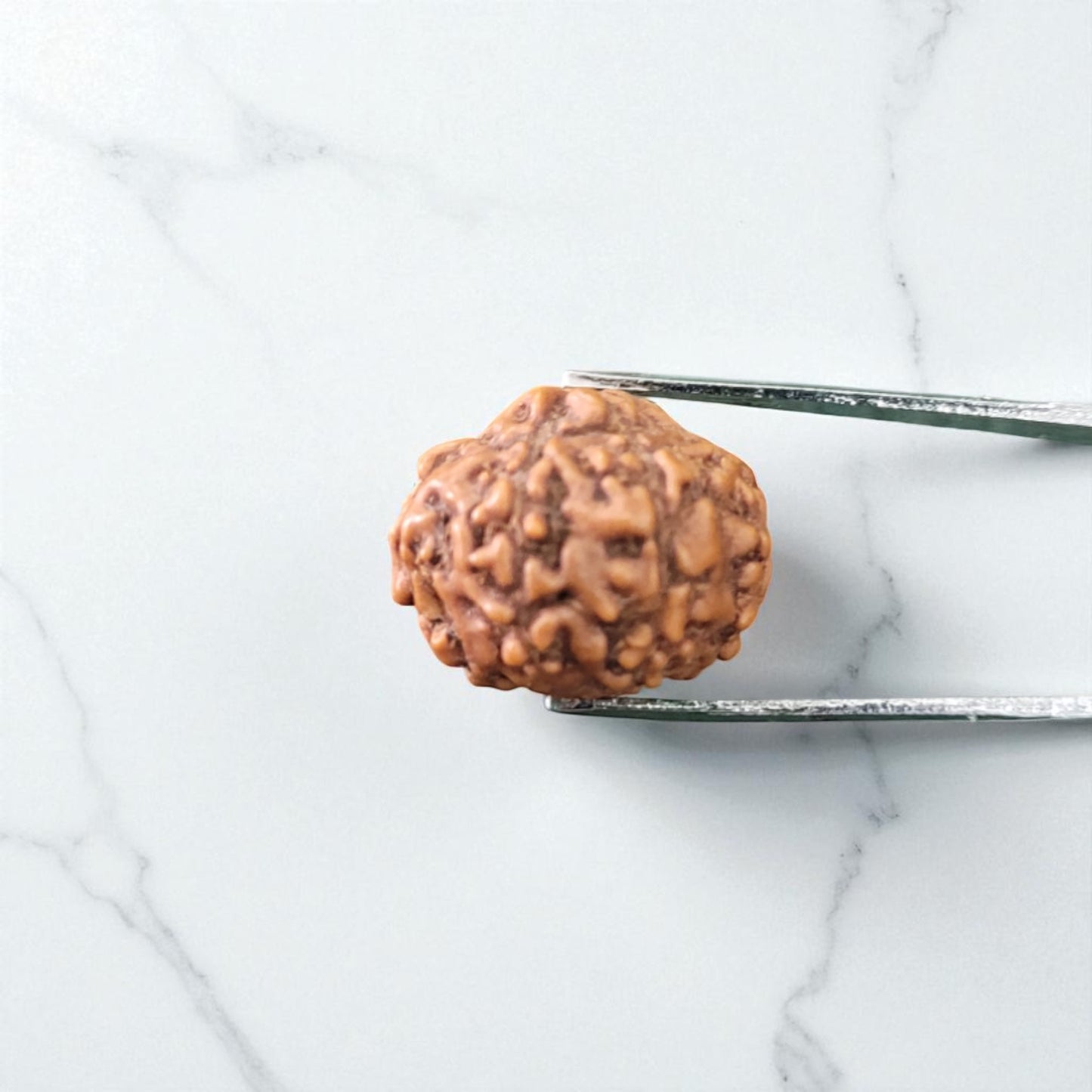 Natural 7 Mukhi Rudraksha