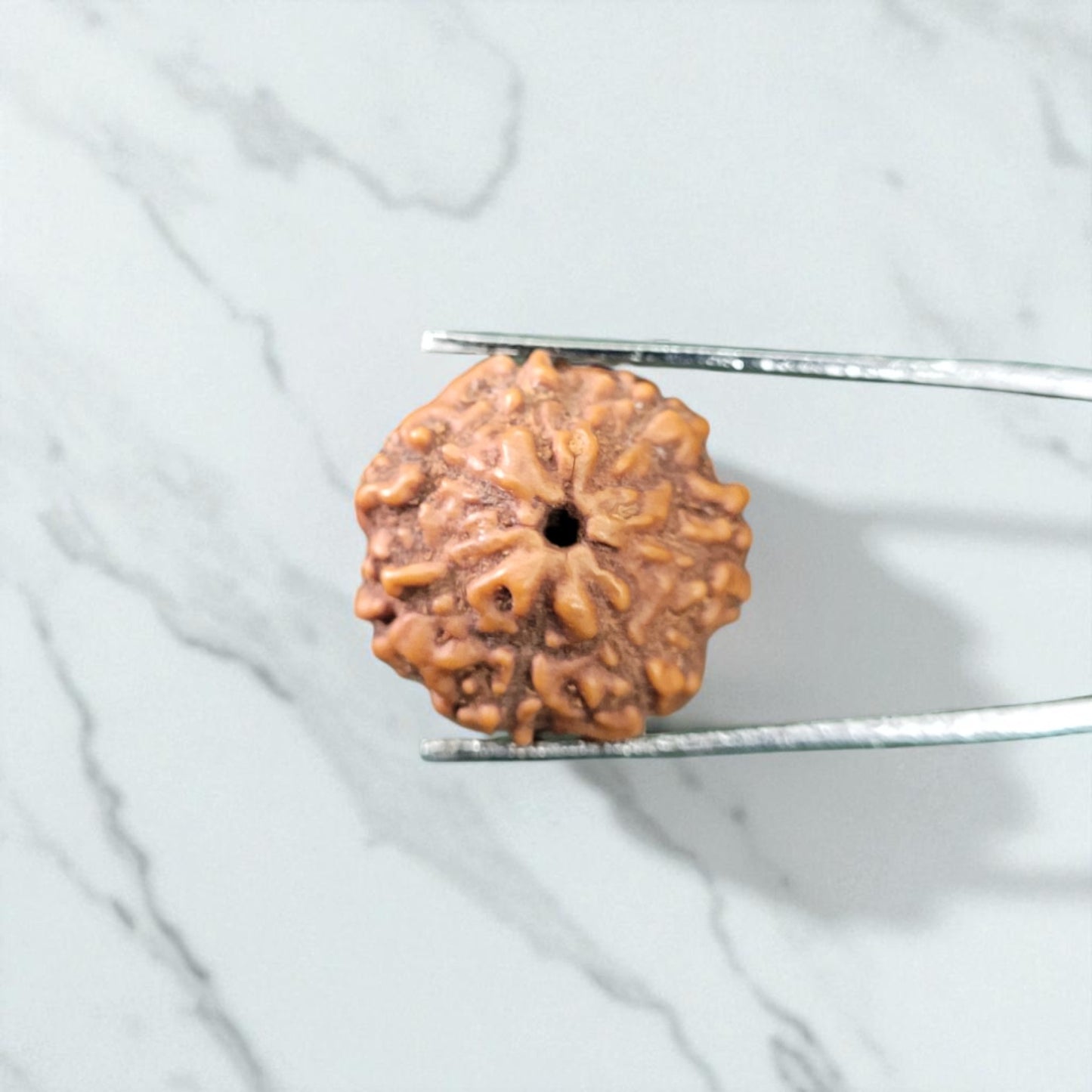 Natural 7 Mukhi Rudraksha