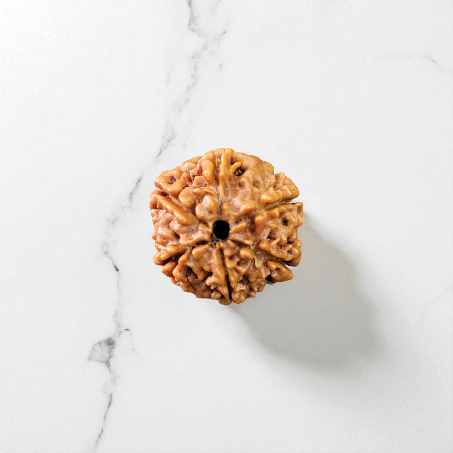 Natural 6 Mukhi Rudraksha