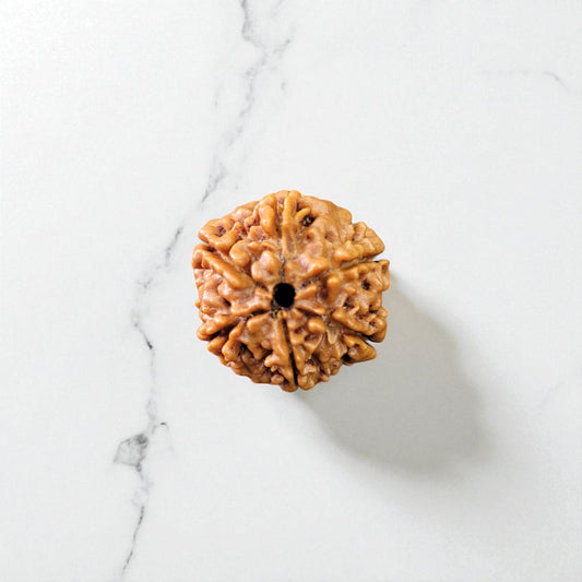 Natural 6 Mukhi Rudraksha