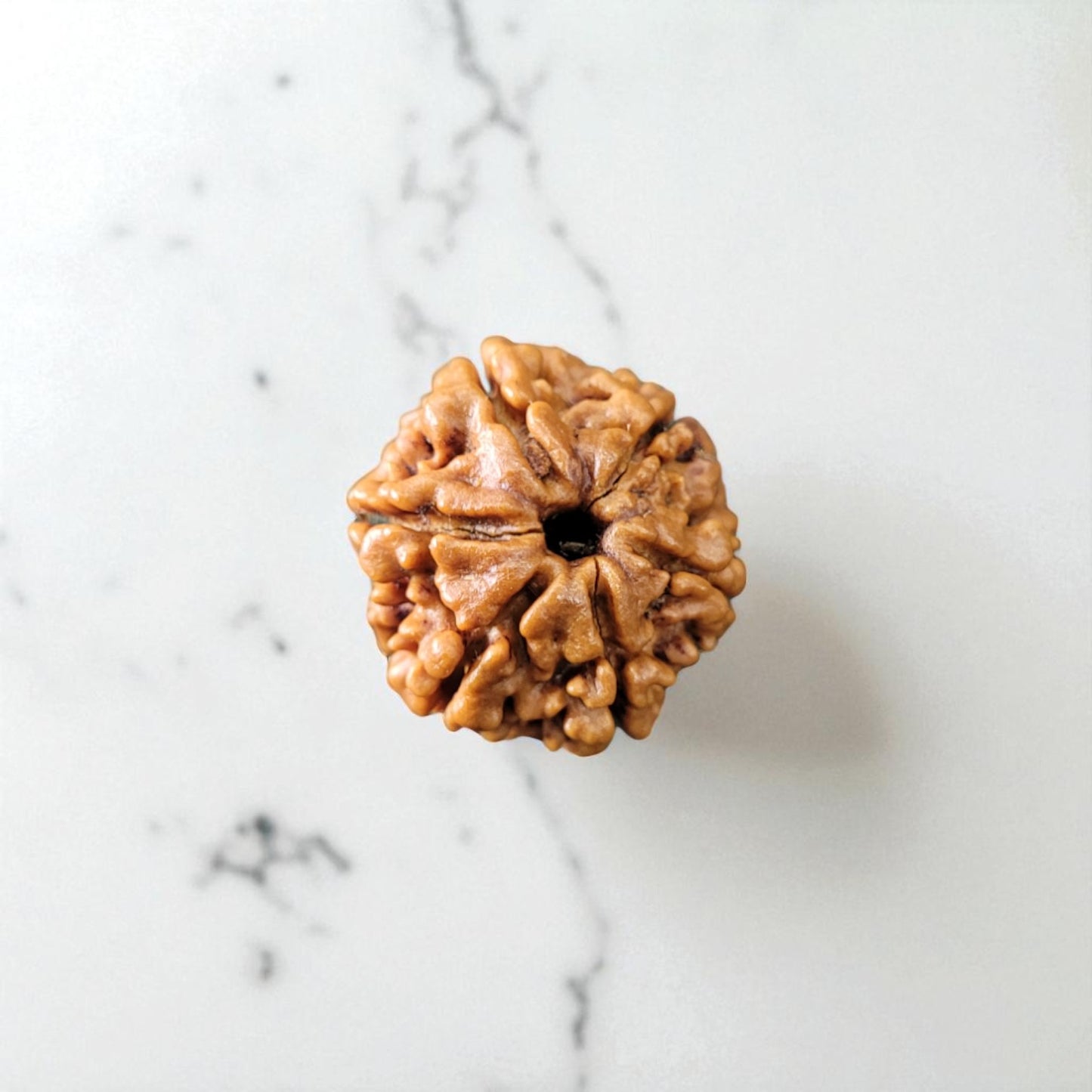 Natural 6 Mukhi Rudraksha