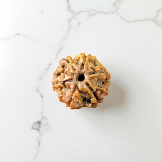 Natural 6 Mukhi Rudraksha